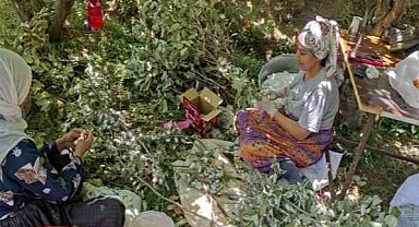 Ekonomik kazancı yüksek olan kozada hasat başladı