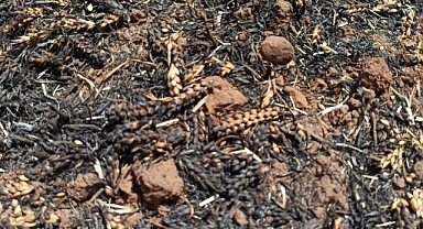 Gaziantep'te yanan tarla çiftçiyi büyük zarara uğrattı