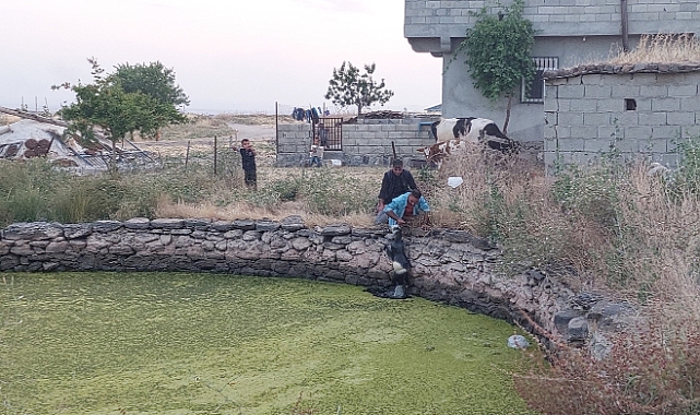 Gölete düşen oğlak kurtarıldı: Annesi kurtarılmasını bekledi