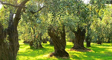 İklim değişikliği zeytini de etkiledi