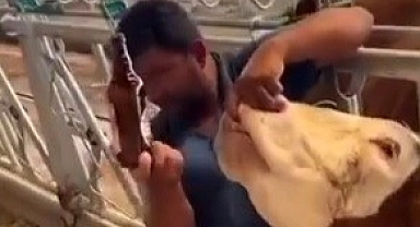 İneğe içki şişesinde sıvı veren şahıs yakalandı