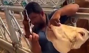 İneğe içki şişesinde sıvı veren şahıs yakalandı
