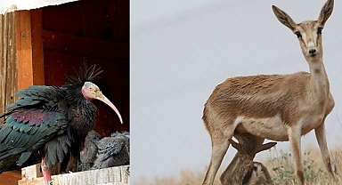Kelaynaklar ve Ceylanlar artık o kategoride değil!
