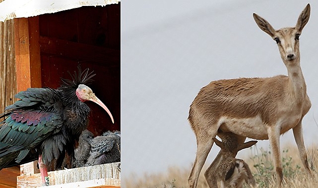 Kelaynaklar ve Ceylanlar artık o kategoride değil!