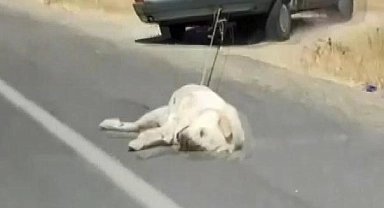 Köpeği aracın arkasına bağlayarak sürükledi