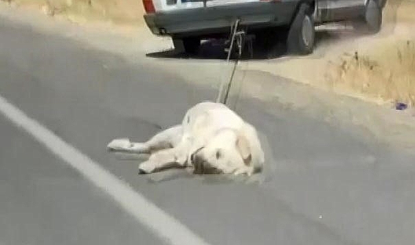 Köpeği aracın arkasına bağlayarak sürükledi