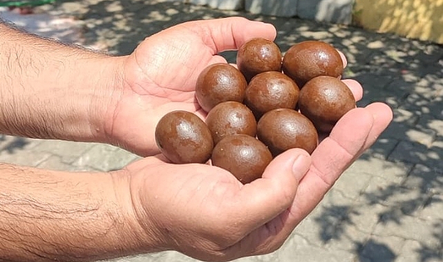 Kurbanlığın karnından çıkanlar şaşırttı
