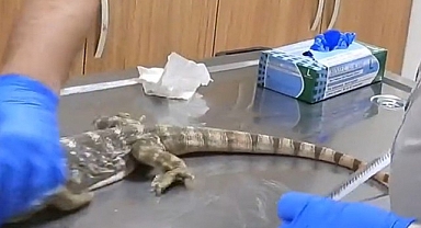 Şanlıurfa'da Çölvaranı bulundu!