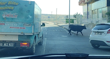 Şanlıurfa’da kaçan büyükbaş kurbanlık zor anlar yaşattı