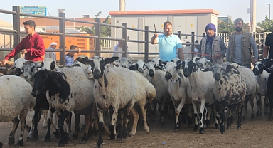 Şanlıurfa’da kurban pazarları hareketlendi