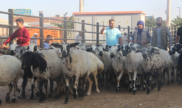 Şanlıurfa’da kurban pazarları hareketlendi