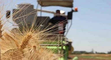 Şanlıurfa'da Türk mühendisler yerli ve milli tohum geliştirdi