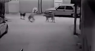 Sokak köpeklerinin kediyi parçaladığı an kamerada
