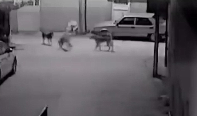 Sokak köpeklerinin kediyi parçaladığı an kamerada