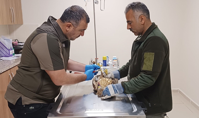 Tedavi altındaki yaban hayvanlarına bayram bakımı