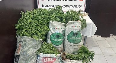 Urfa'da ekili 2 bin 200 kök kenevir ele geçirildi