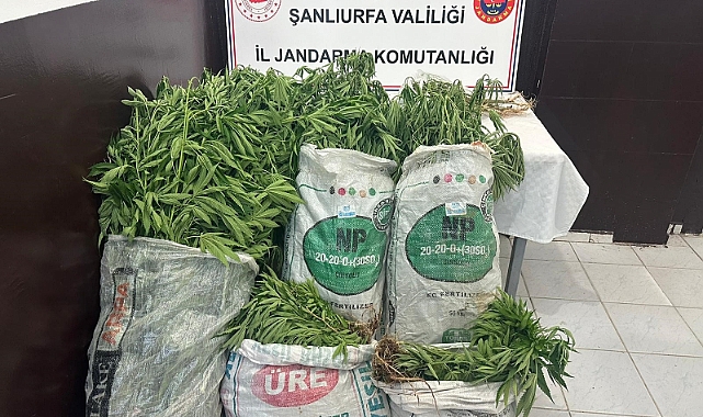 Urfa'da ekili 2 bin 200 kök kenevir ele geçirildi