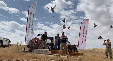 Urfa'da yüzlerce kınalı keklik doğaya salındı