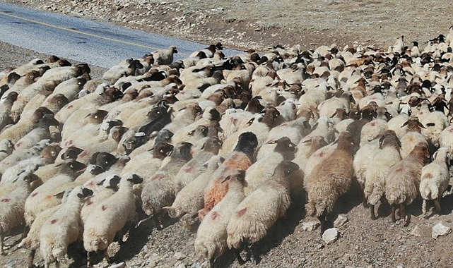 Yargıtay'dan çiftçiye kötü haber
