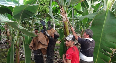 60 derecede muz hasadı yapıldı