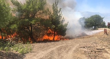 Adana'da orman yangını