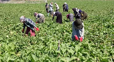 Ailelerinden kopan Urfalılar, geçimleri için başka illerde ter döküyor