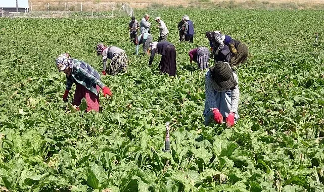 Ailelerinden kopan Urfalılar, geçimleri için başka illerde ter döküyor