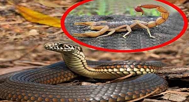 Akrep ve yılan ısırmalarına karşı uyarı