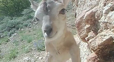 Anadolu yaban koyunu sayısı ülke genelinde arttı