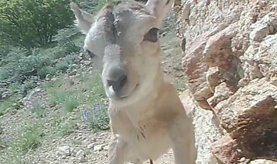 Anadolu yaban koyunu sayısı ülke genelinde arttı