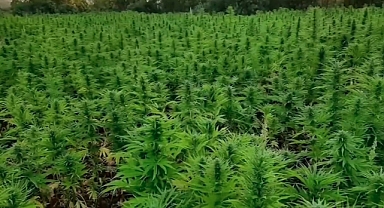 Bakan Yerlikaya 16 milyon kök kenevir bitkisi ele geçirildiği duyurdu