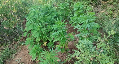 Bingöl’de 138 kök kenevir bitkisi ele geçirildi