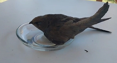 Bitkin düşen ebabil kuşu tedavi altına alındı