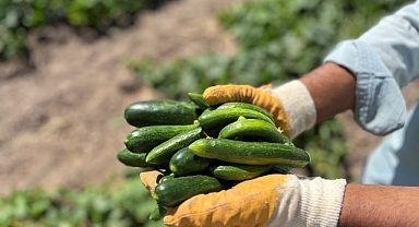 Çubuk Turşusu'nun hikayesi