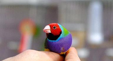 Dünyaca ünlü egzotik kuşları yetiştiriyor