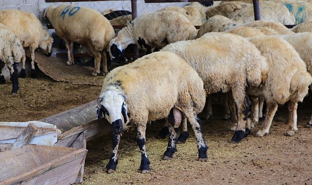 Haliliye'de kurban satış ve kesim yerleri belirlendi