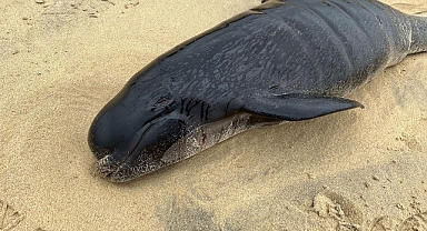 İskoçya’da 55 pilot balina karaya vurdu