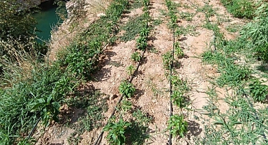 Kenevir yetiştiren şüpheli suçüstü yakalandı