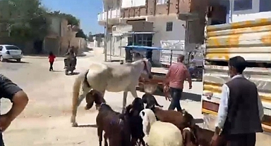 Kontrolden çıkan at cadde ve sokaklarda araçlara zarar verdi