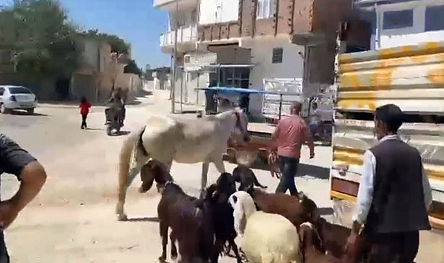Kontrolden çıkan at cadde ve sokaklarda araçlara zarar verdi