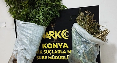 Konya'da 145 kök kenevir ele geçirildi