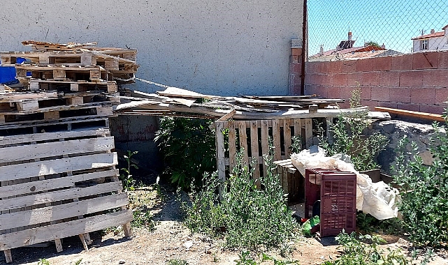 Konya'da 40 kök kenevir ele geçirildi