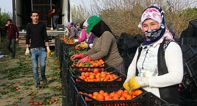 Narenciye işçi fiyatları 447 TL olarak belirlendi