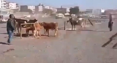 Şanlıurfa'da hayvan pazarında silahlı kavga