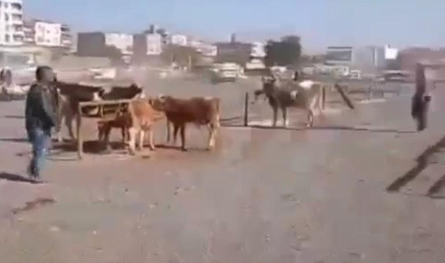 Şanlıurfa'da hayvan pazarında silahlı kavga
