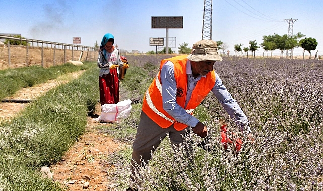 Şanlıurfa'da mor hasat başladı