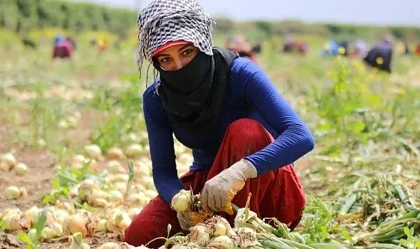Şanlıurfa'da tarım işçilerinin yevmiyeleri belli oldu