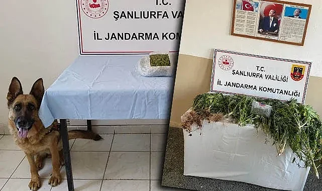 Şanlıurfa'da uyuşturucu operasyonu! Tutuklama ve gözaltılar var