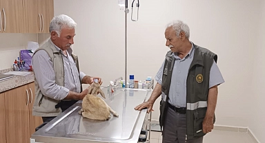 Şanlıurfa’da yaralı bulunan ceylan yavrusu tedavi altına alındı
