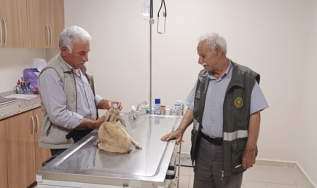 Şanlıurfa’da yaralı bulunan ceylan yavrusu tedavi altına alındı